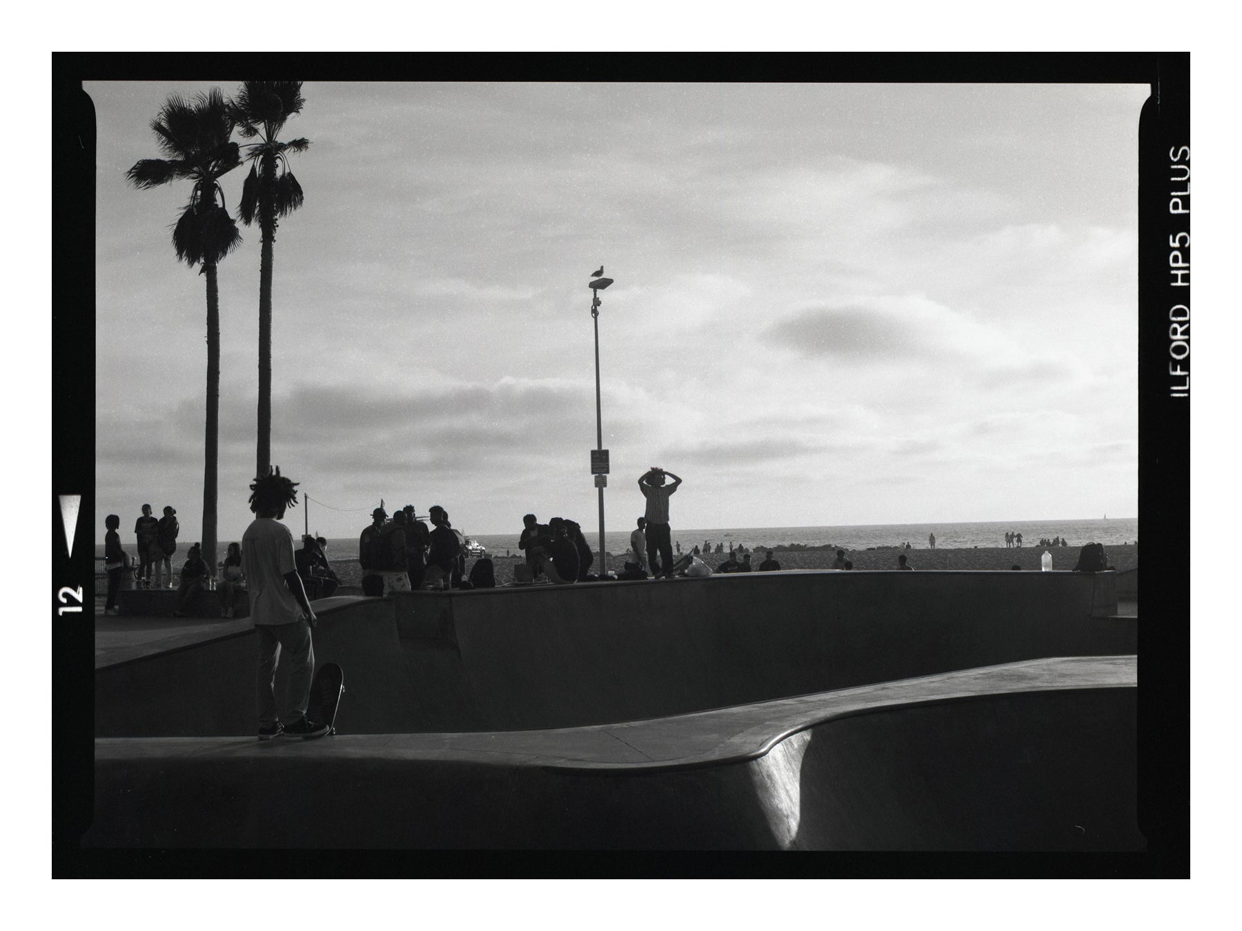 Black and white photograph of a skateboarder at a skate park with palm trees in Venice Beach California