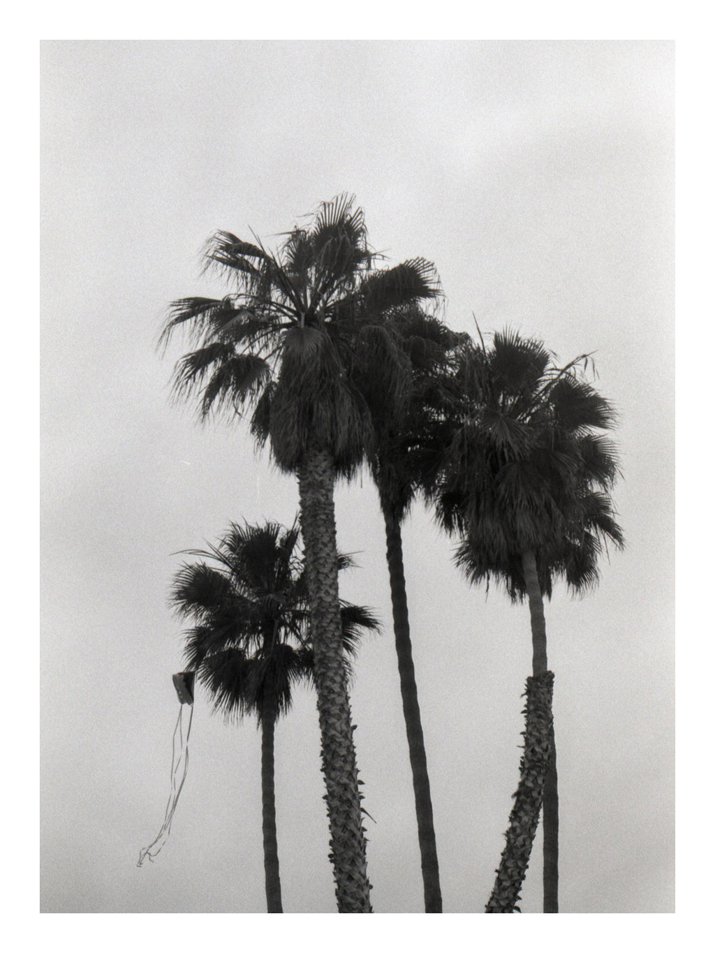 Black and white photograph of palm trees against a light background