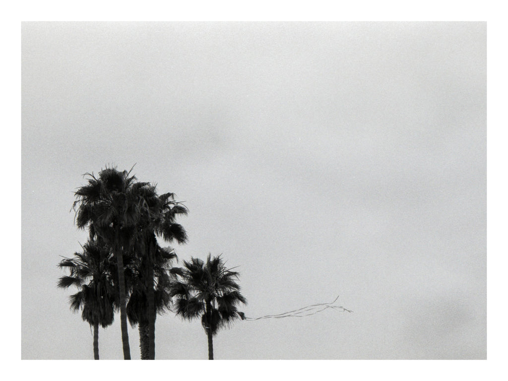 Silhouettes of palm trees Photo Post Cards